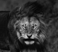 Image result for Angry Lion in the Dark Wallpaper