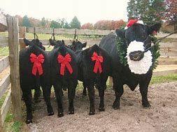 Image result for Christmas Cattle