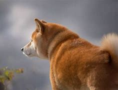 Image result for Shiba Dog Doge