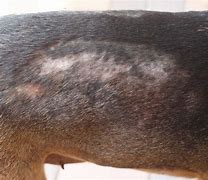 Image result for Mites in Dogs Skin