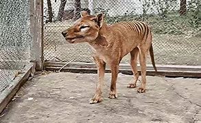 Image result for thylacine extinction photos