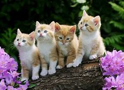 Image result for Cool Kitten Wallpaper