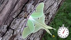 Moth of the day - Luna Moth LIFE CYCLE in one minute! Long...