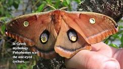 Egg to Polyphemus Moth