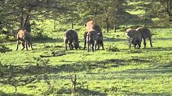 Hyenas Mating