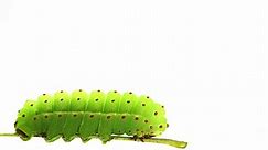 Luna Moth Caterpillar