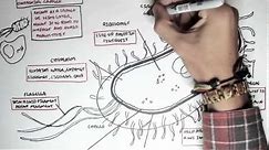 Microbiology - Bacteria (Structure)