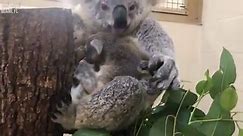 Koala baby born at Zoo Miami