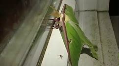 Meet the luna moth, one of the largest in North America