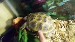 Turtle Lifes - How to tell the age of a turtle_tortoise.?...