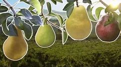 Pear Varieties