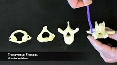 Vertebrae Overview