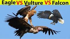 Eagle vs Vulture vs Kite vs Hawk vs Falcon