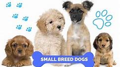 Small Dogs For Adoption Near You - Rehome or Adopt a Small Dog or Puppy Pet Rehoming Services