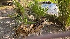 Serval move and birthday enrichment at Big Cat Rescue 04 28 2022