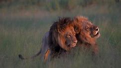 Yes, those cuddling lions are male. But that doesn’t mean they’re gay.