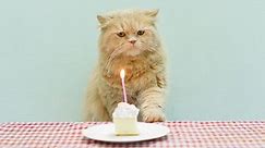 Feline expert shares how to make a cat-friendly birthday cake and it’s so easy to replicate