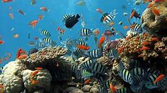 Land Proximity Determines Coral Reef Resilience | Marine Science