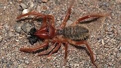 Camel Spider: A Murderous Speed Demon of the Desert