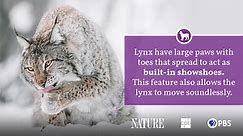 Lynx Fact Sheet