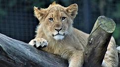 Lion Names - 230 Awesome Name Ideas with Meanings