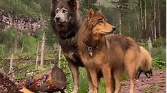 Wolf Dogs are Beautiful 🤩