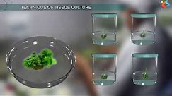 Tissue Culture