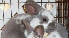 The Rex Rabbit: Bunny Breed Guide