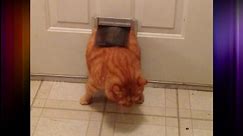 Fat cat or small door? 26-pound cat gets stuck