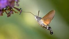 Have You Seen A Hummingbird Moth? Here Are 10 Facts That Will Amaze