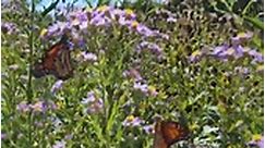 Monarchs are loving the Tatarian... - Tulsa Botanic Garden