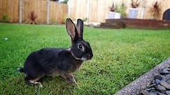 Rex Rabbits - A Complete Care Guide - The Bunny Hub