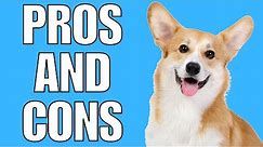 Corgi Pros And Cons (SHOCKING)