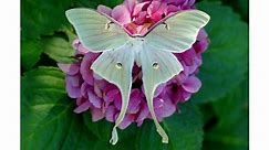 Luna Moth