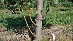 Fruit Tree Care: Removing Tree Suckers & Watersprouts