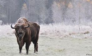 Image result for Polish Bison