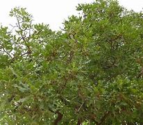 Image result for Shea Tree India