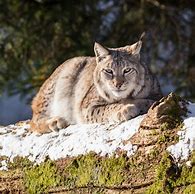 Image result for Whitest Lynx PFP