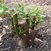 Image result for Camphor Tree Bonsai