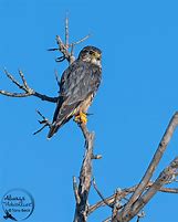 Image result for Canadian Birds of Prey