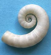 Image result for Spirula Cephalopod