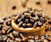 Image result for Ethiopian Castor Seeds