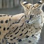 Image result for Serval Cat Side View