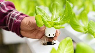 Image result for Hydroponic Watering System