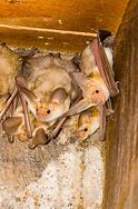 Image result for Pallid Bat Diet