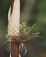 Image result for yungas cloud forest