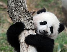 Image result for Panda Remote