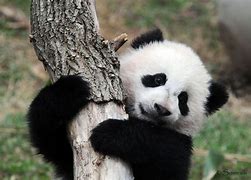 Image result for Panda Si Jia