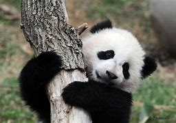 Image result for Grand Panda