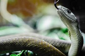 Image result for Black Mamba